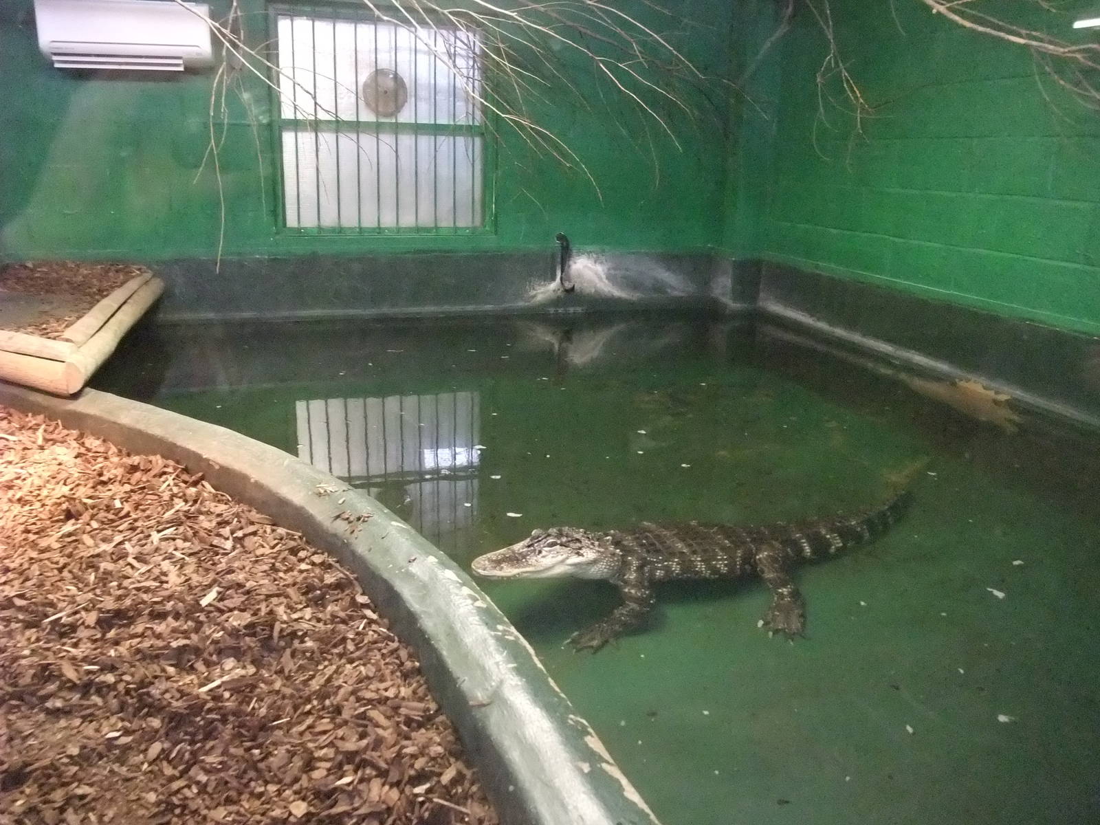 American Alligator Exhibit at Crocodiles of the World, 05/02/12