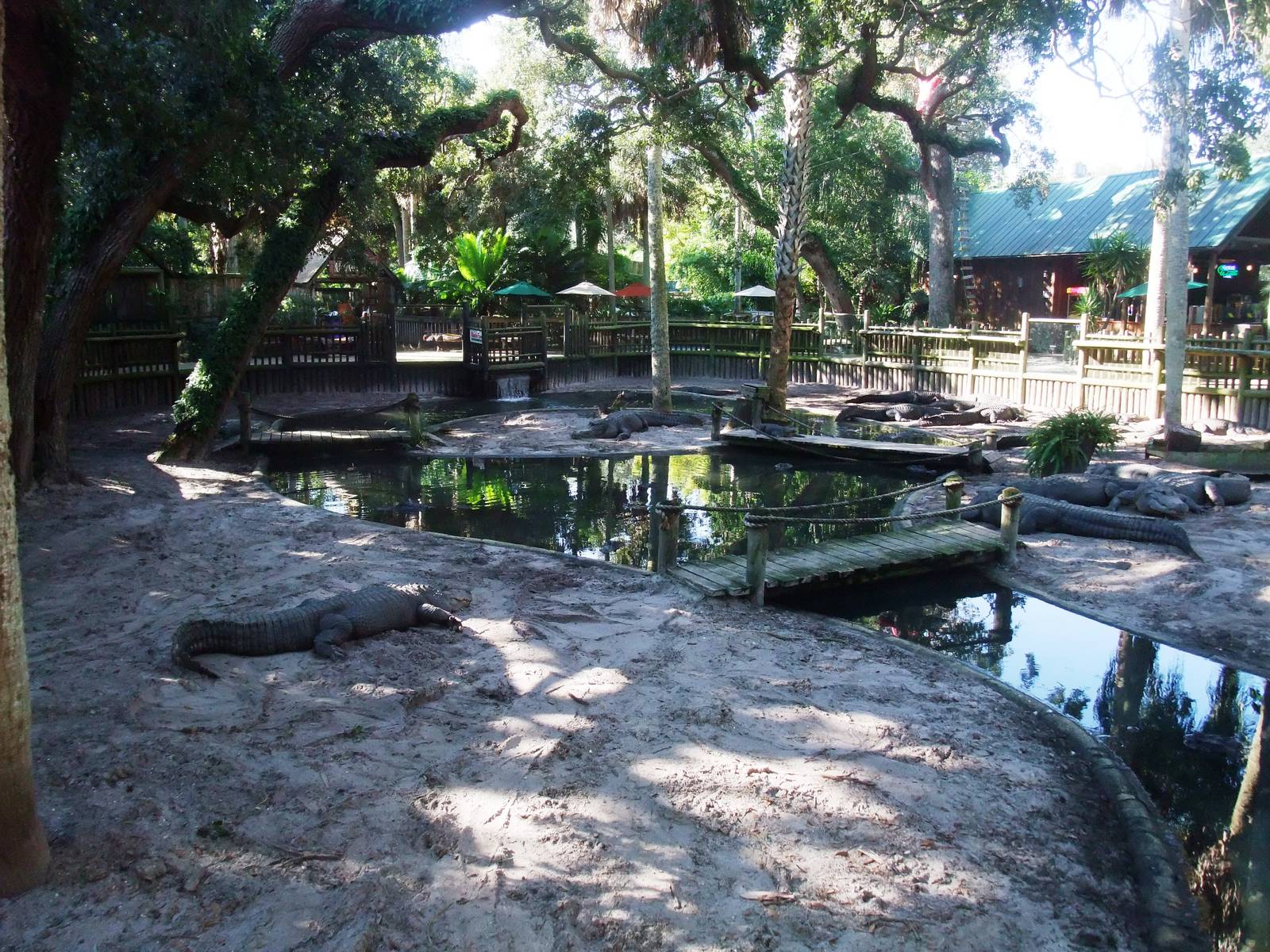 American Alligator Exhibit at St. Augustine, 11/10/13