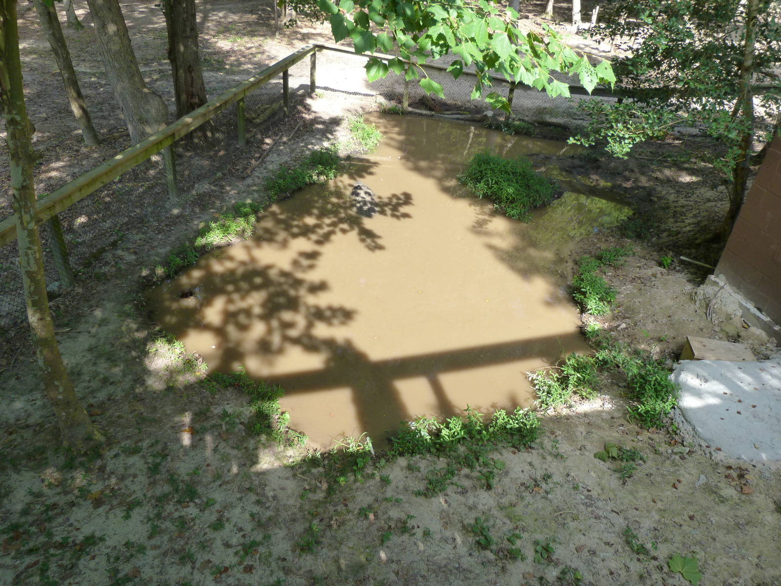 American Alligator Exhibit - August 2014