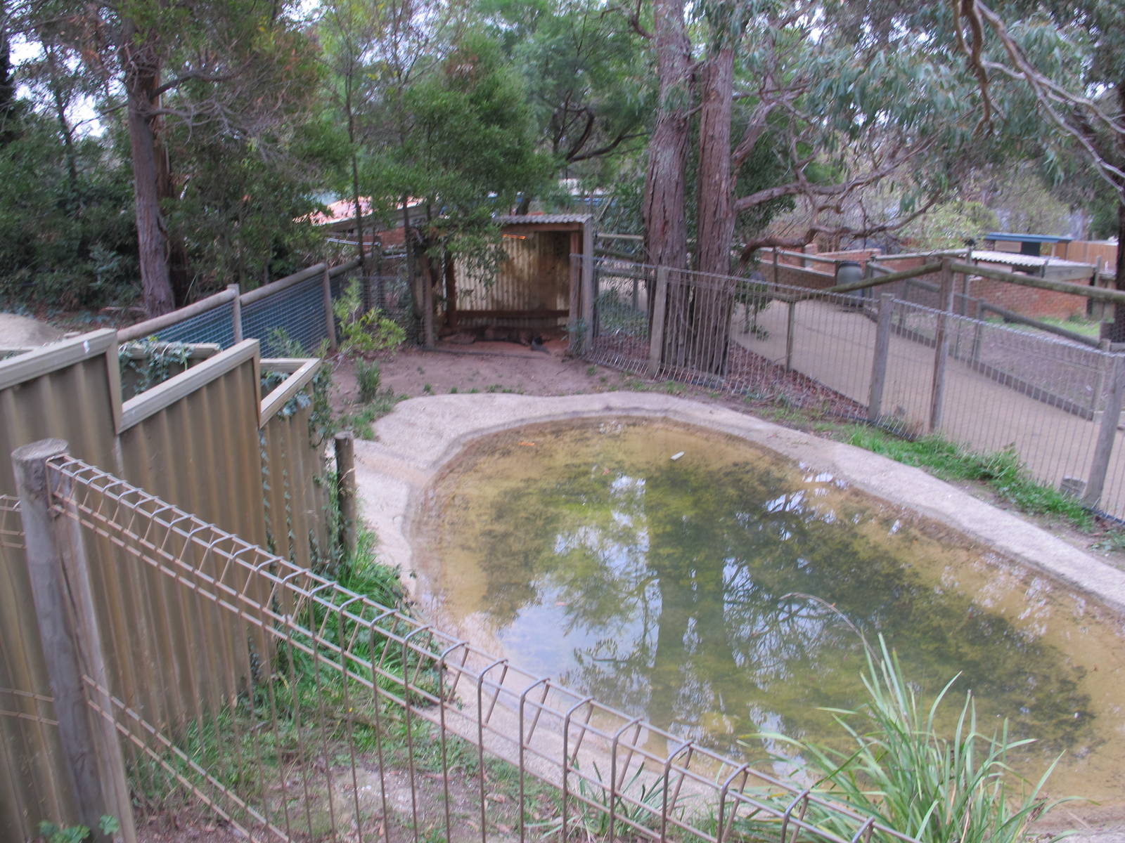 American Alligator Exhibit - Ballarat Wildlife Park May 2013