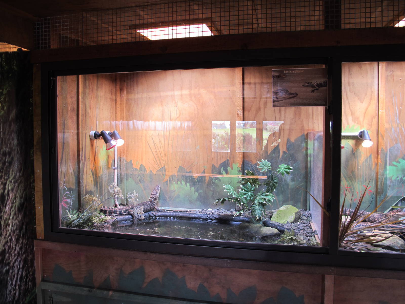 American Alligator Exhibit - Butterfly Creek 2011