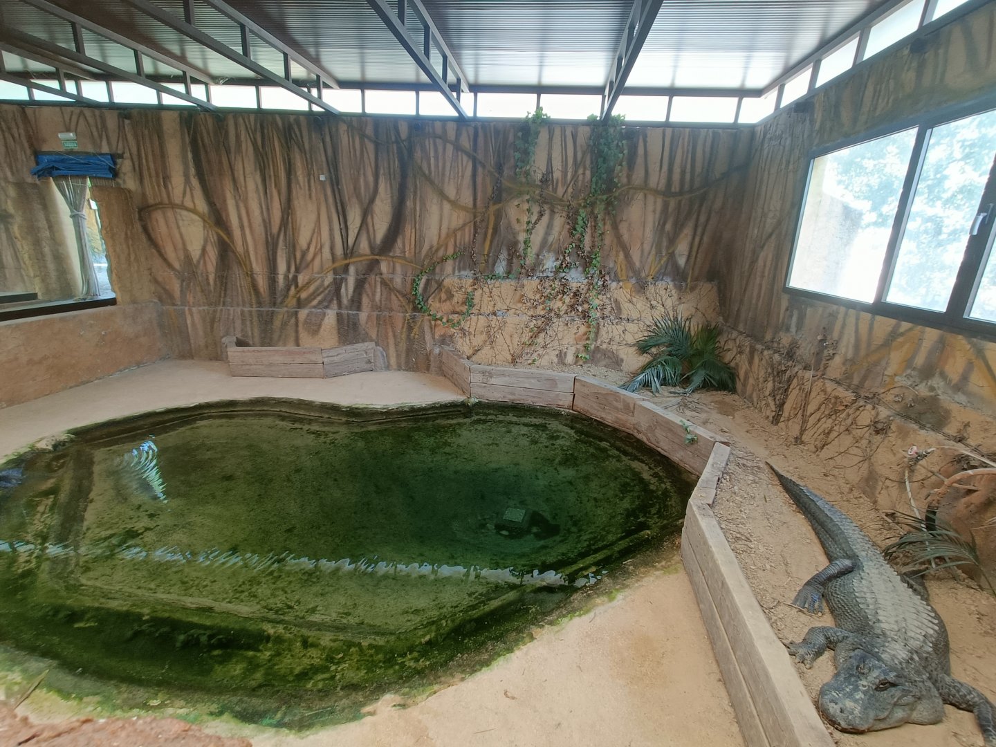 American alligator exhibit - Crocodile park Torremolinos