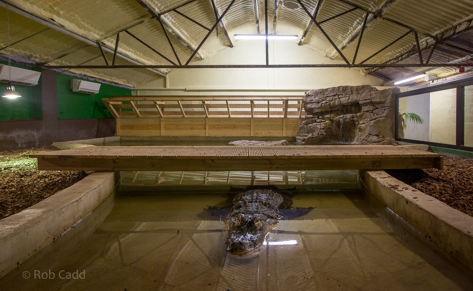 American alligator (exhibit) : Crocodiles of the World : 14 Nov 2014