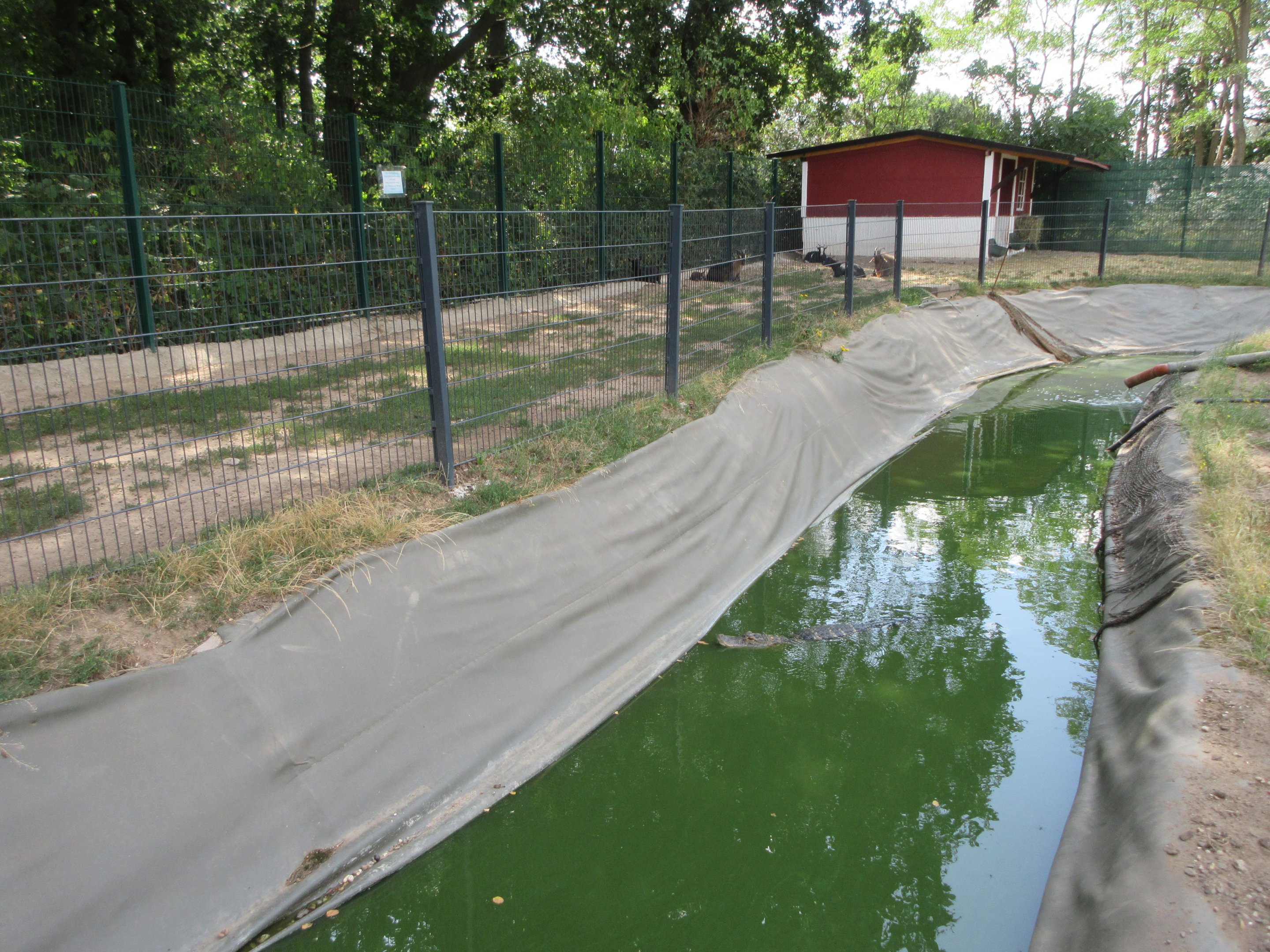 American Alligator Exhibit + Domestic Goats