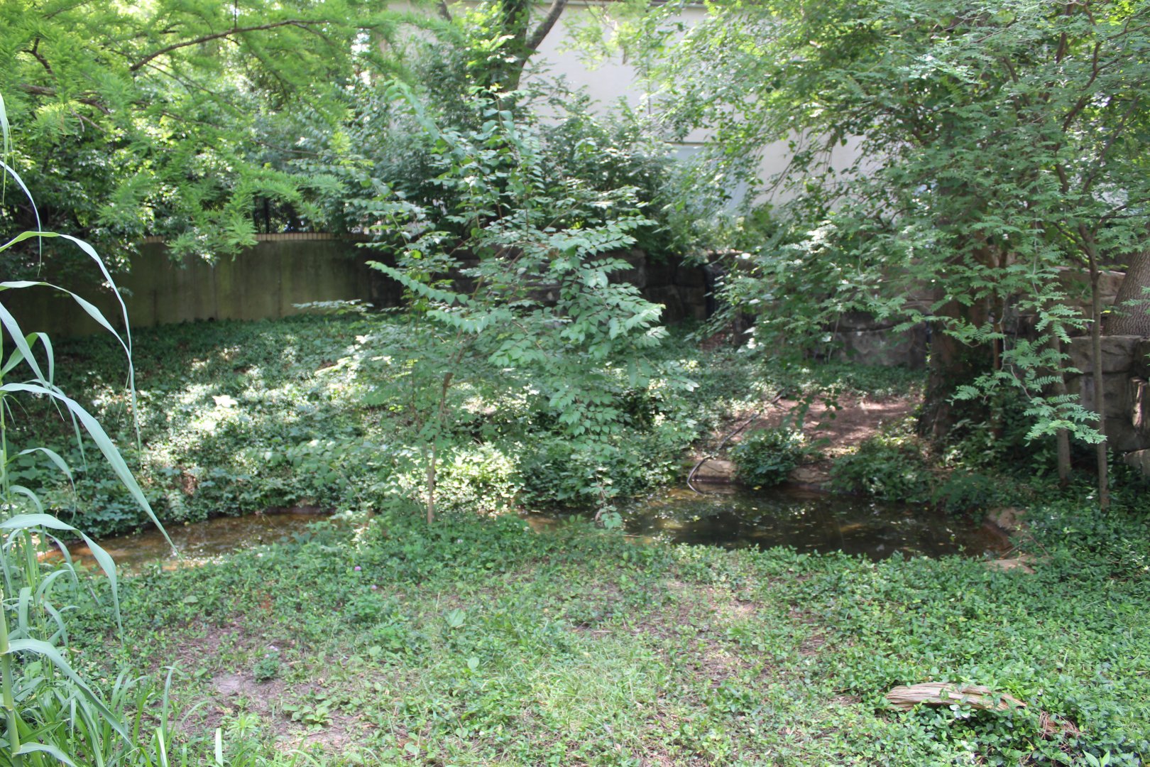 American Alligator Exhibit - Exhibit - Herpetarium