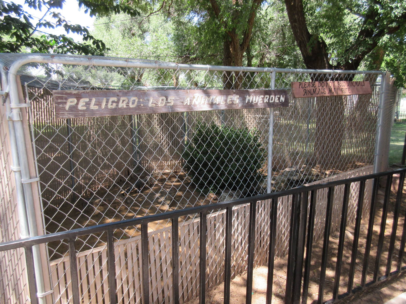 American Alligator Exhibit (juveniles)
