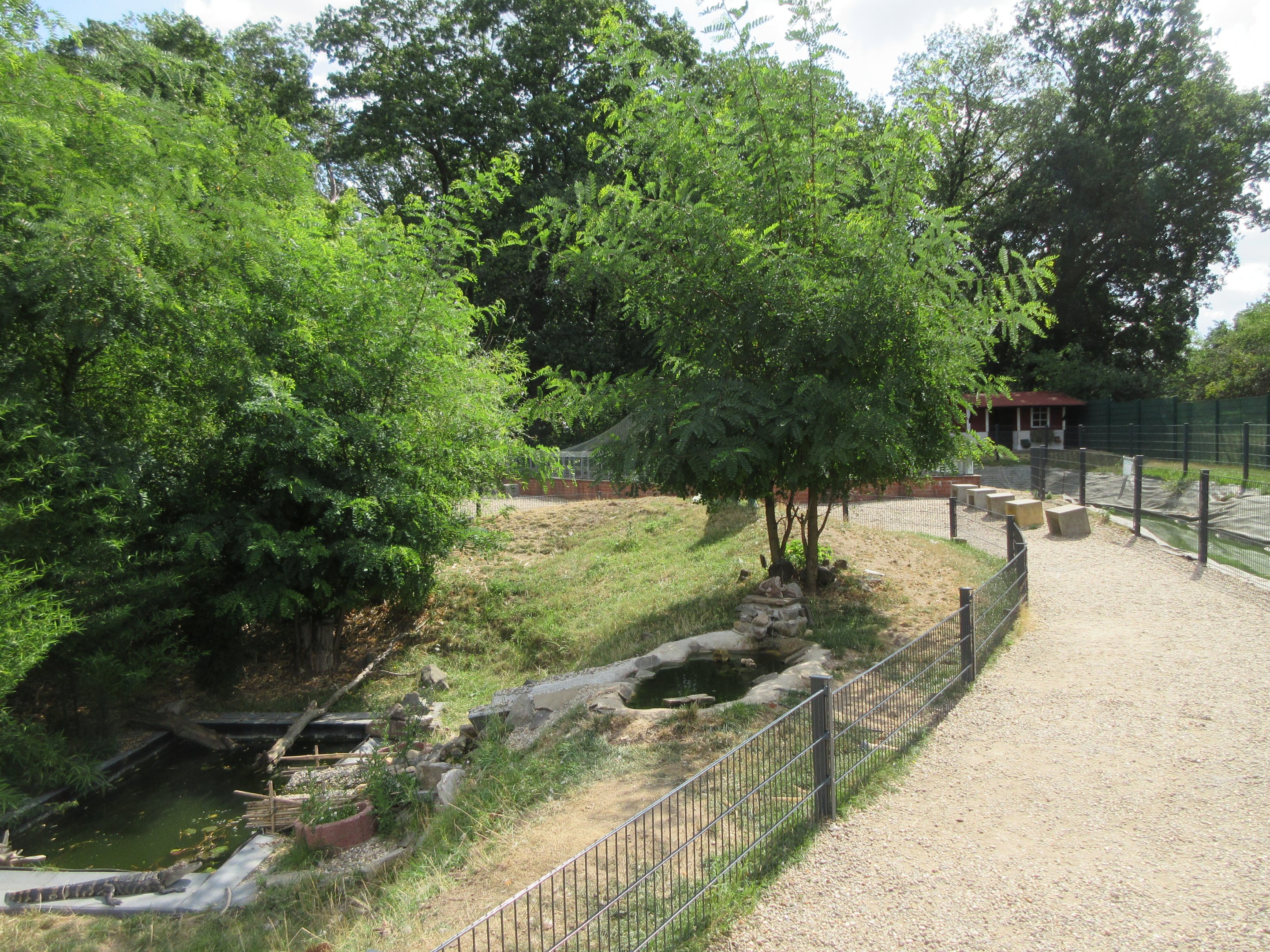 American Alligator Exhibit (juveniles)