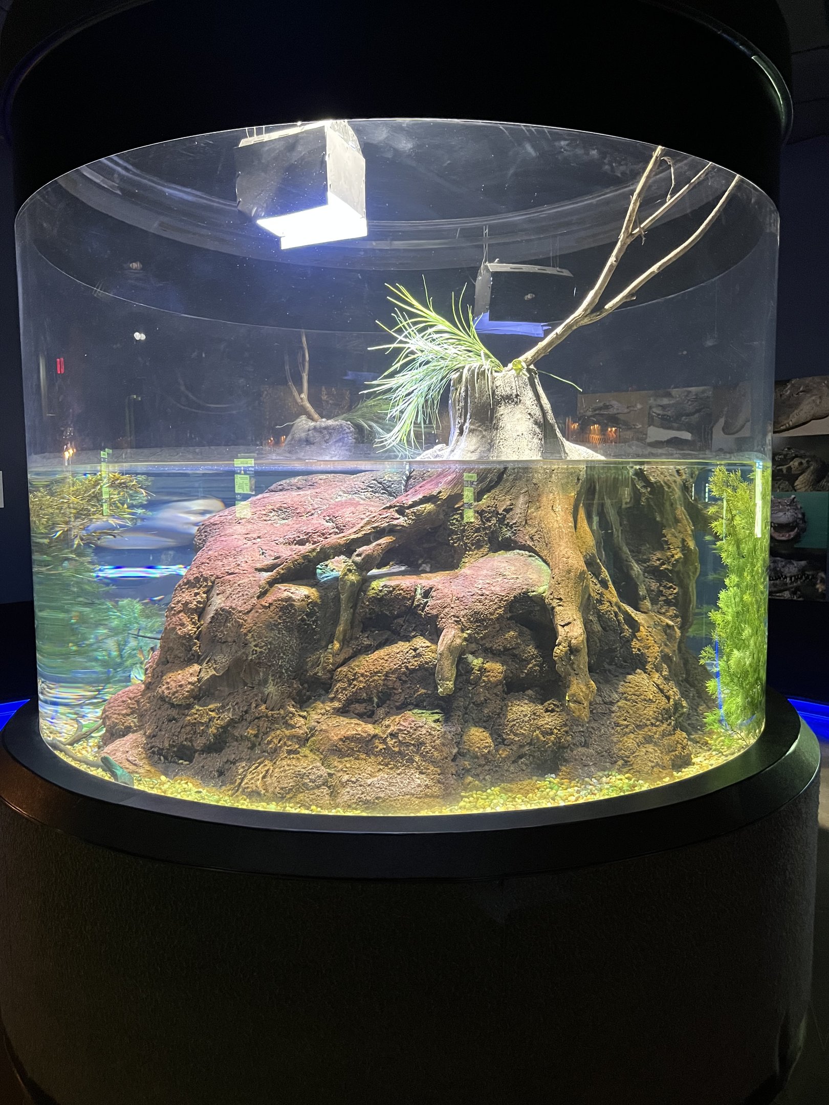 American Alligator Exhibit (juveniles)