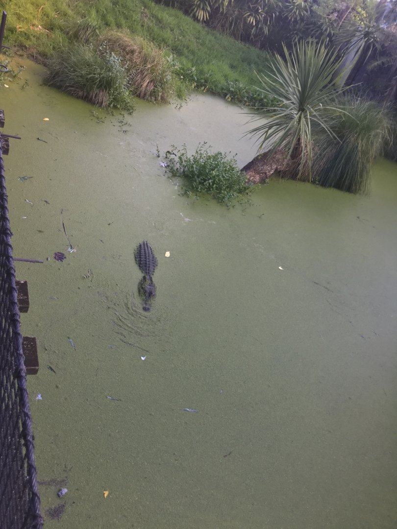 American Alligator Exhibit (Large)