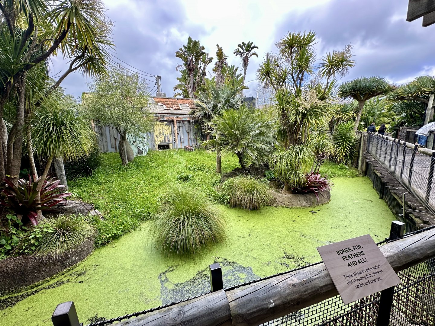 American Alligator Exhibit (Large)