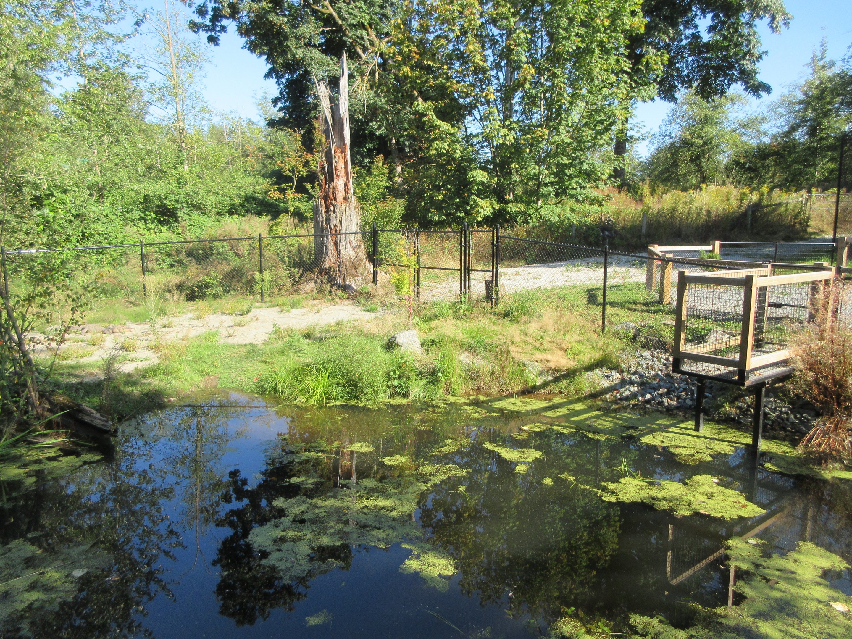 American Alligator Exhibit (New in 2019)