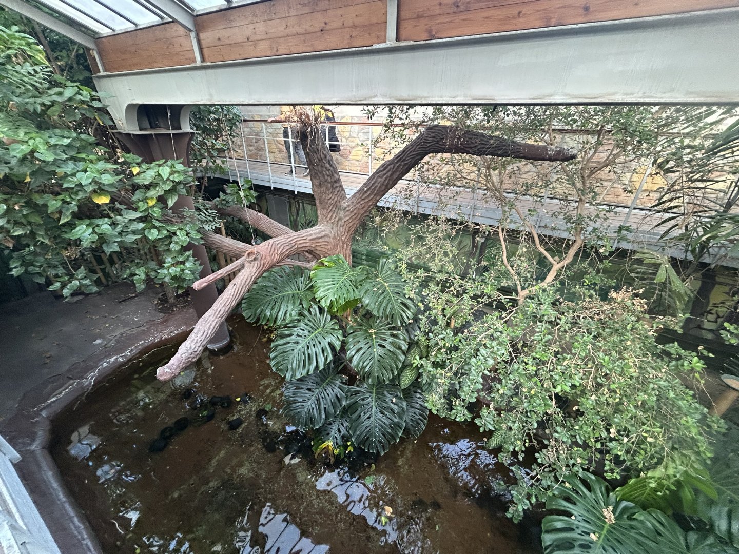 American Alligator Exhibit - Palm House
