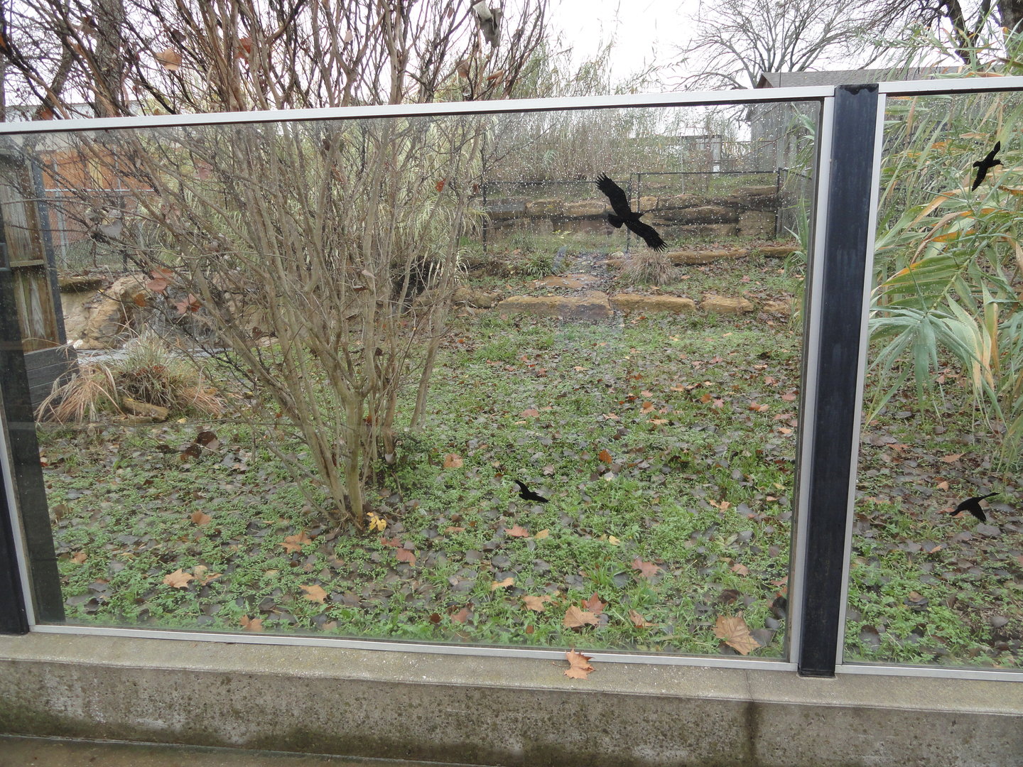 American Alligator Exhibit (Right Side of Exhibit)