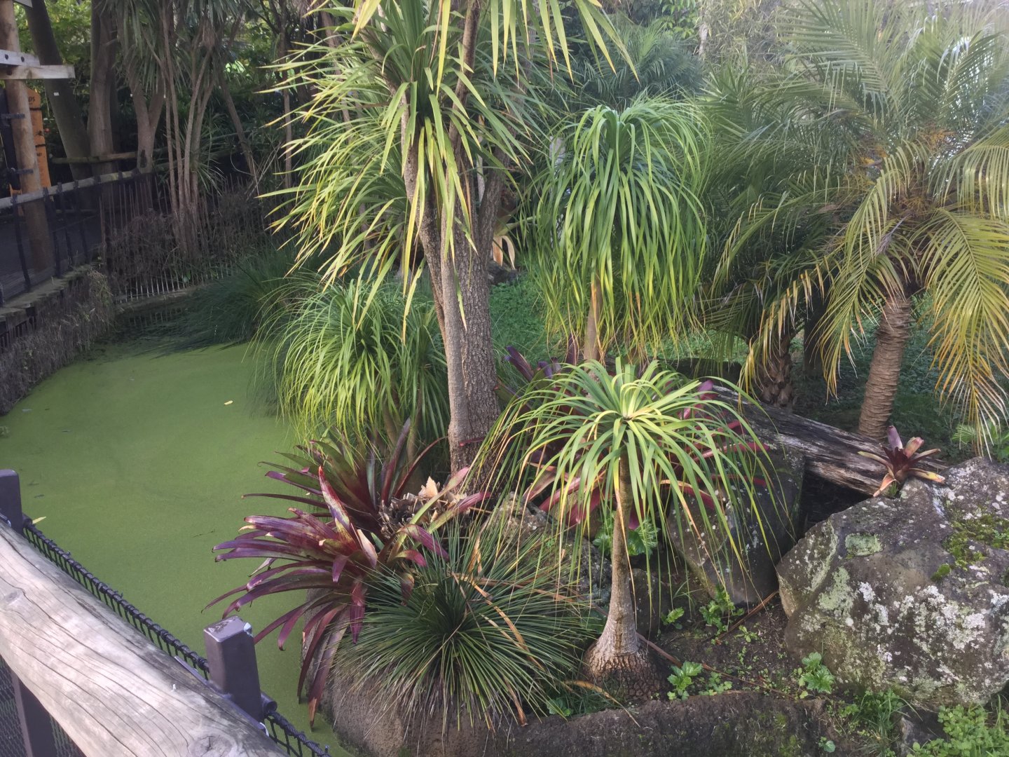 American Alligator Exhibit (Small)