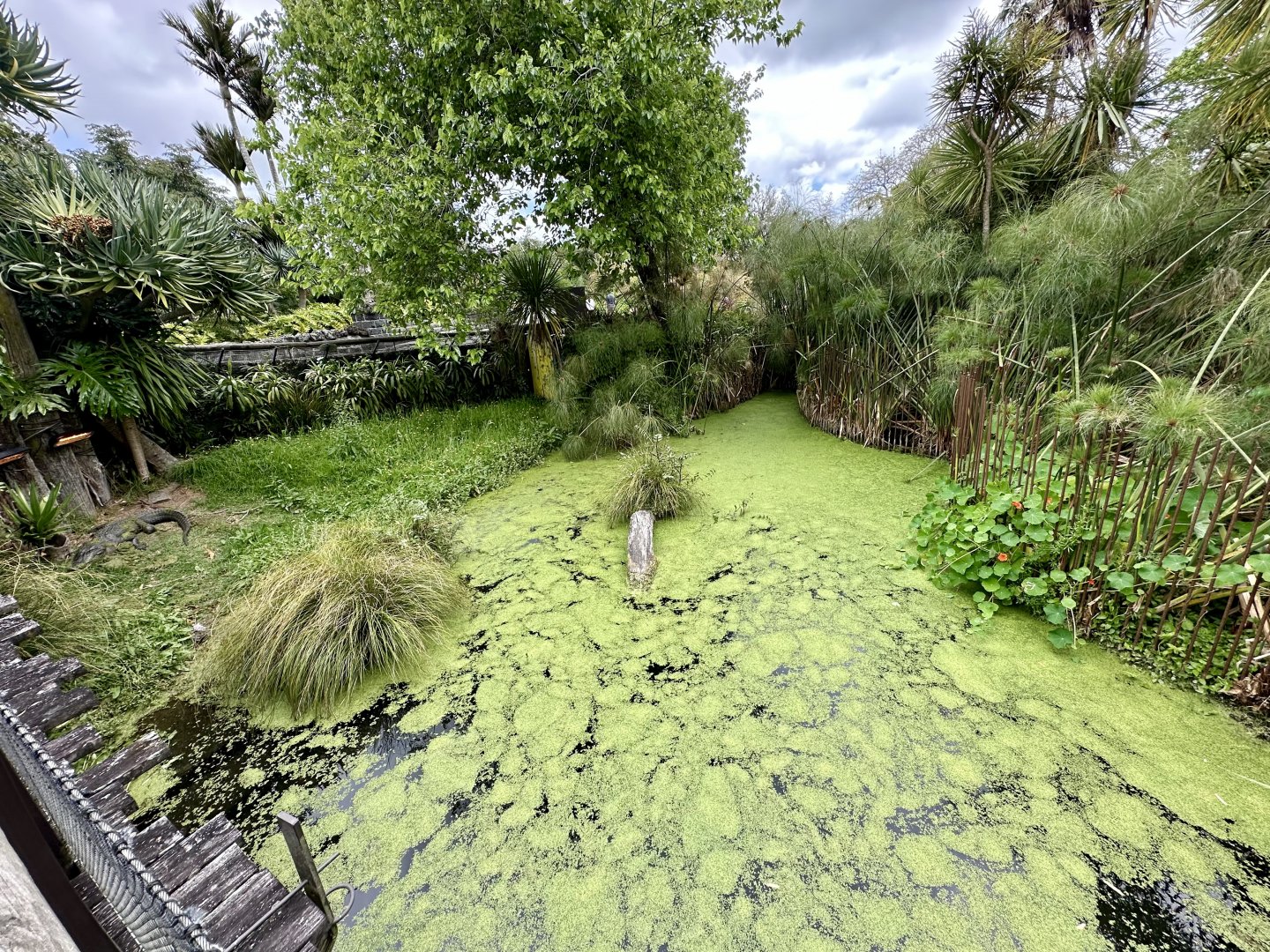 American Alligator Exhibit (Small)