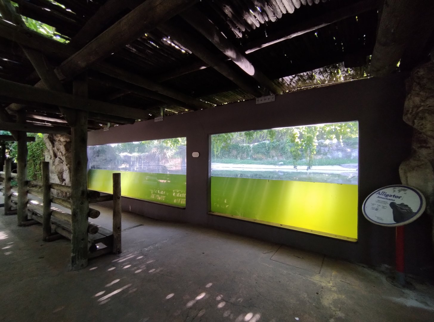 American alligator exhibit - Temaiken