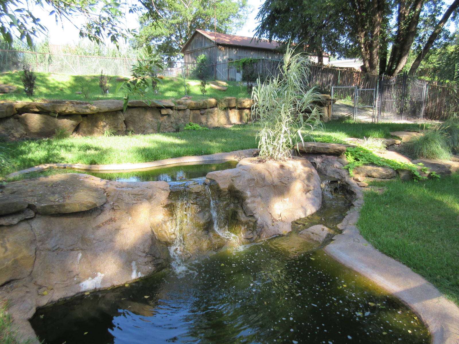 American Alligator Exhibit - very large!