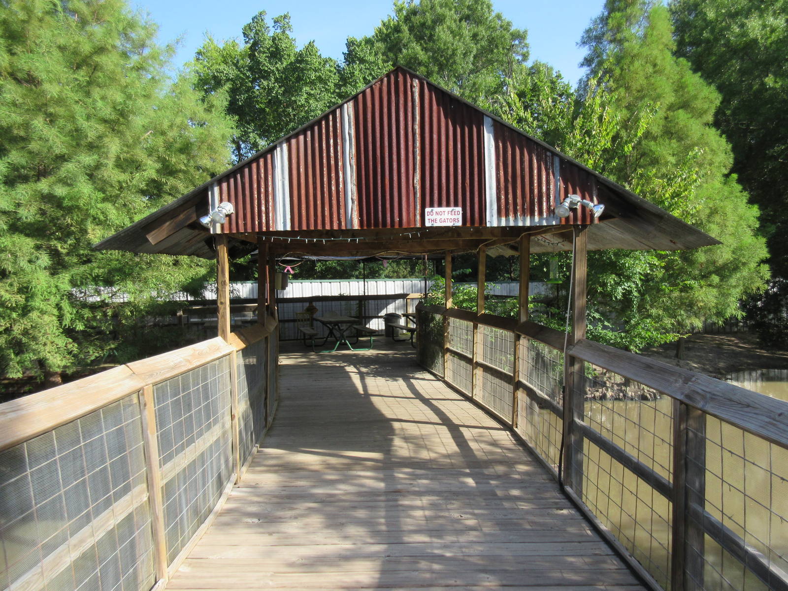 American Alligator Exhibit - Viewing Deck