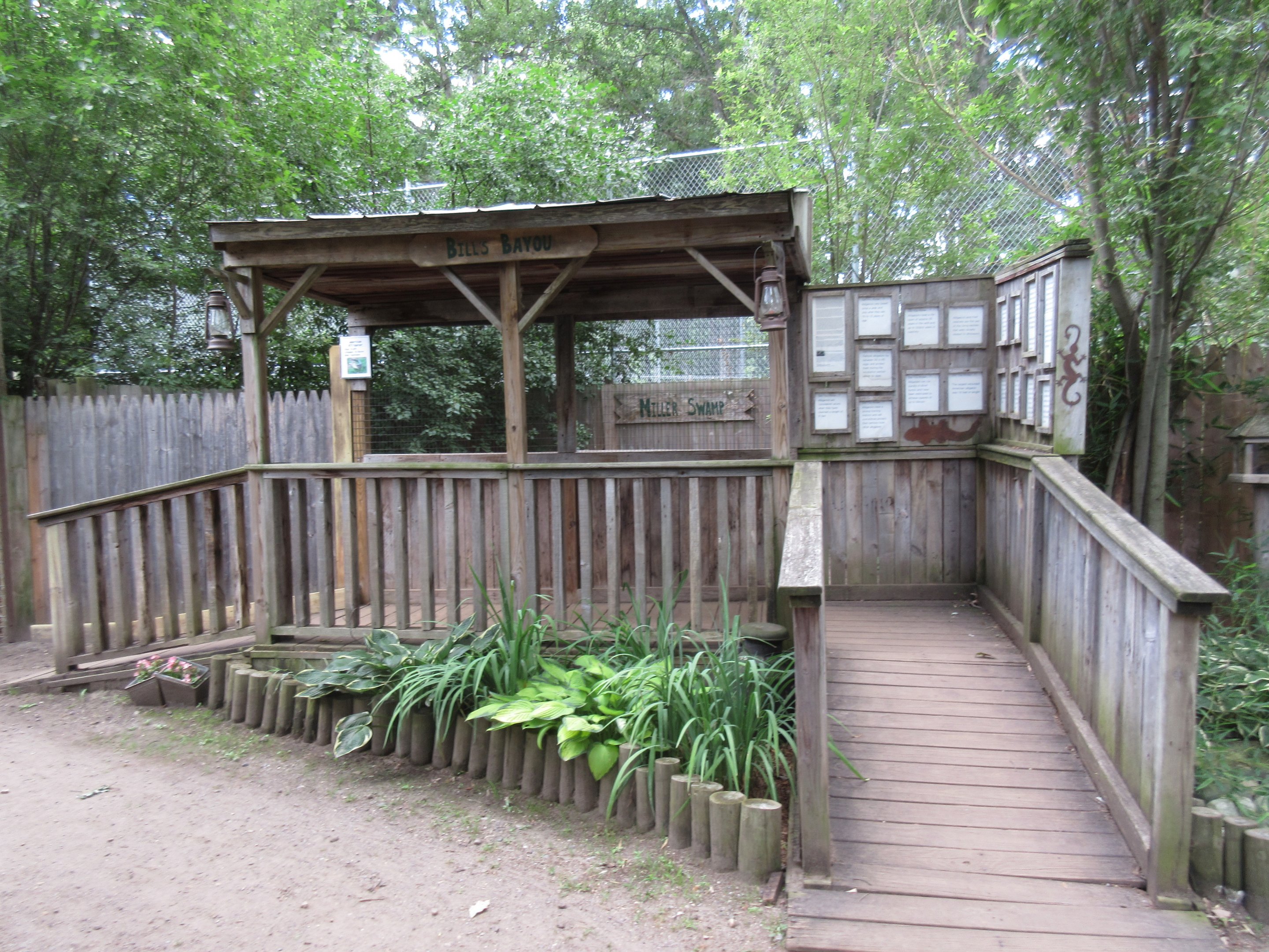 American Alligator Exhibit - Viewing Deck