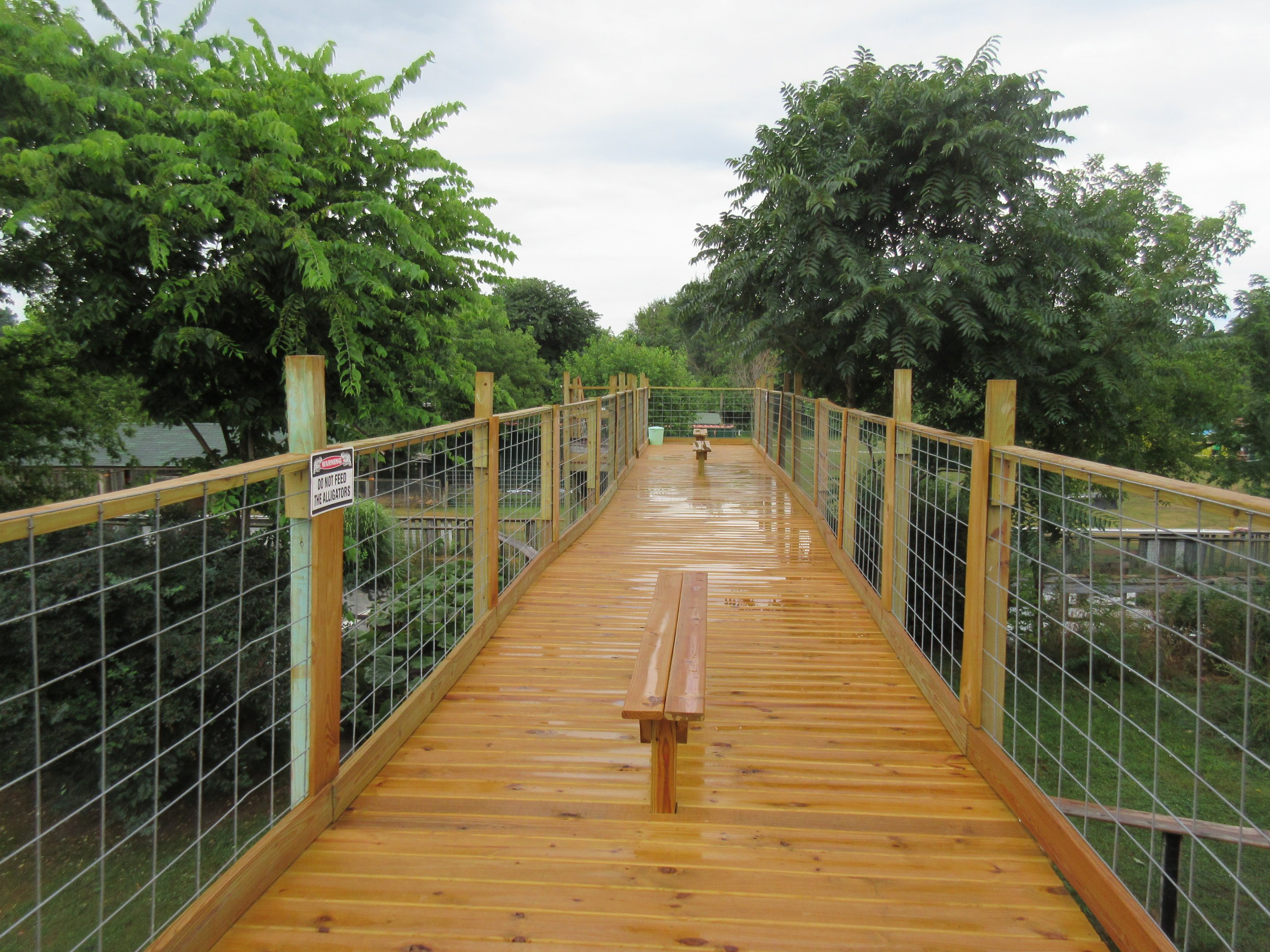 American Alligator Exhibit - Viewing Deck