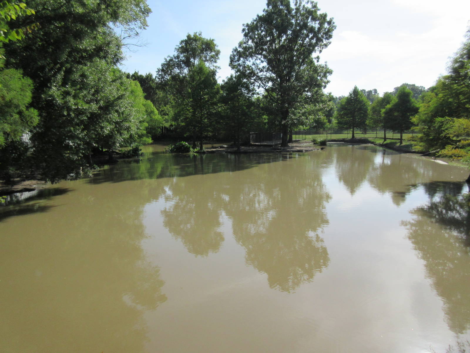American Alligator Exhibit (with 39 gators)