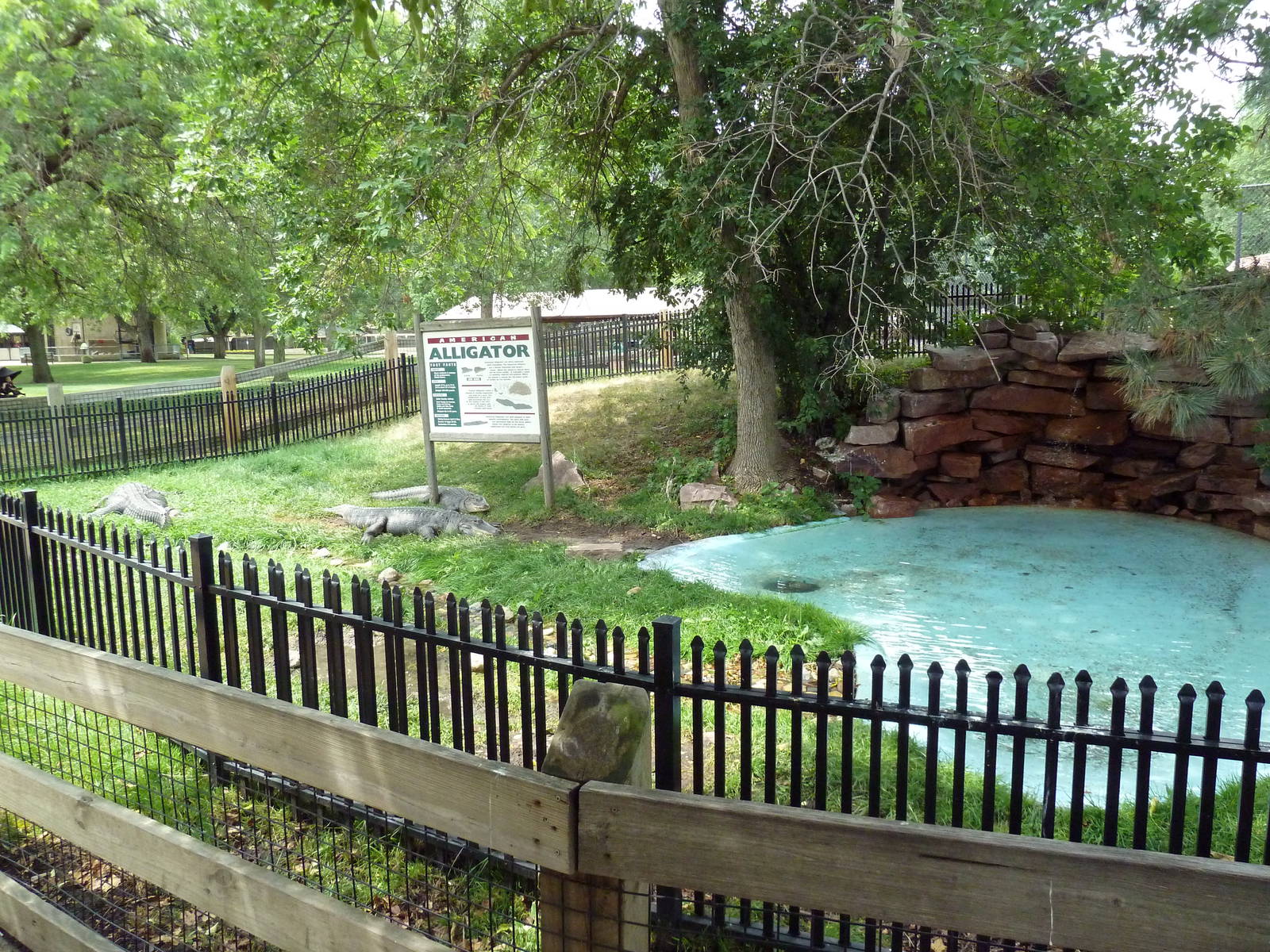 American Alligator Exhibit (With a Low Wall)