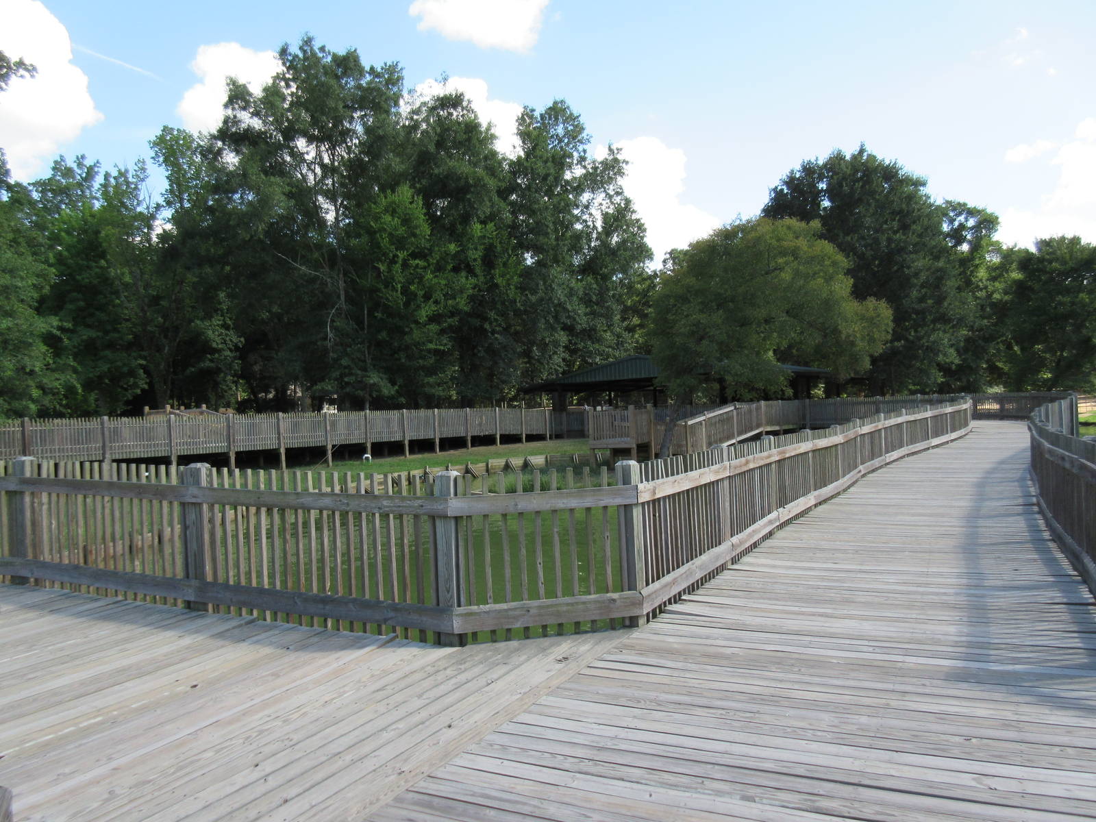 American Alligator Exhibit - Wooden Boardwalk