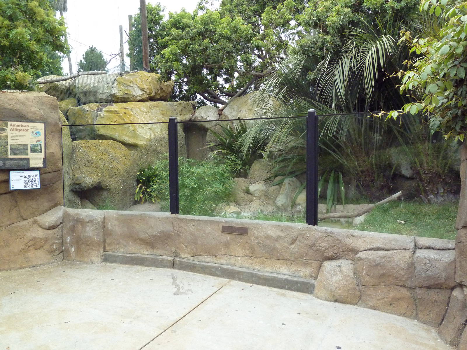 American Alligator Exhibit