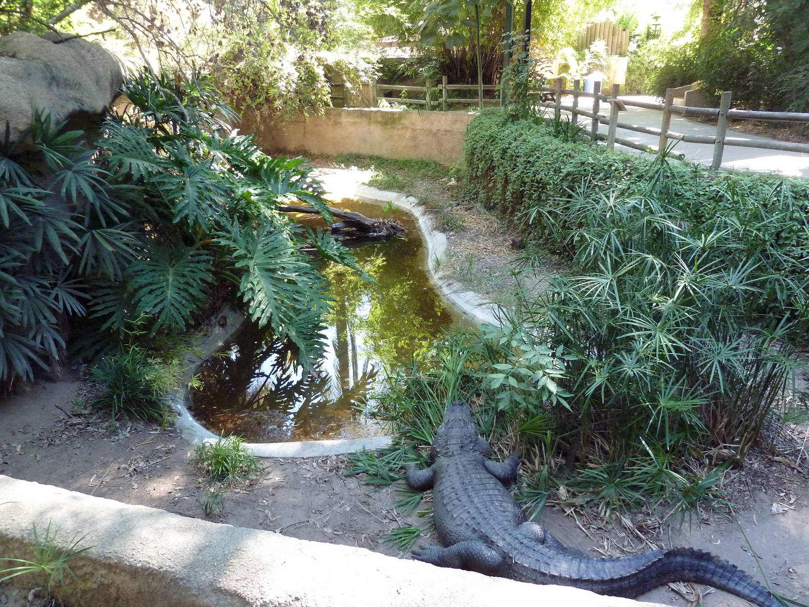 American Alligator Exhibit