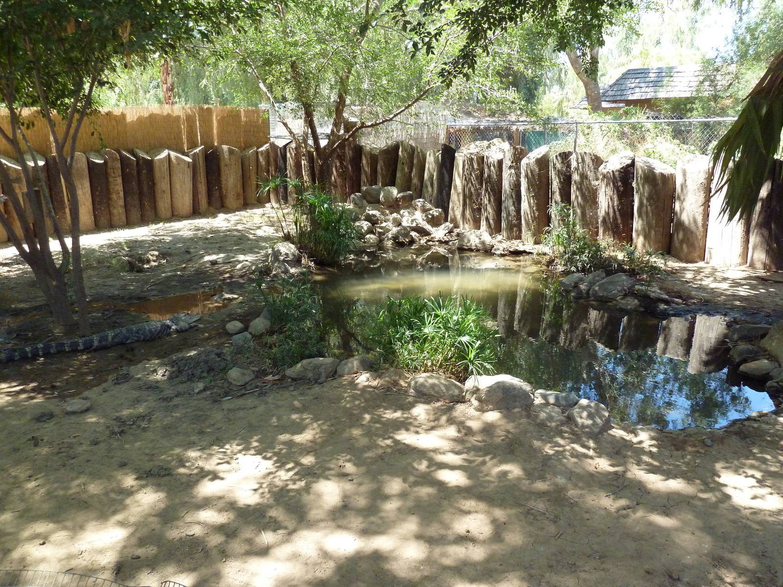 American Alligator Exhibit