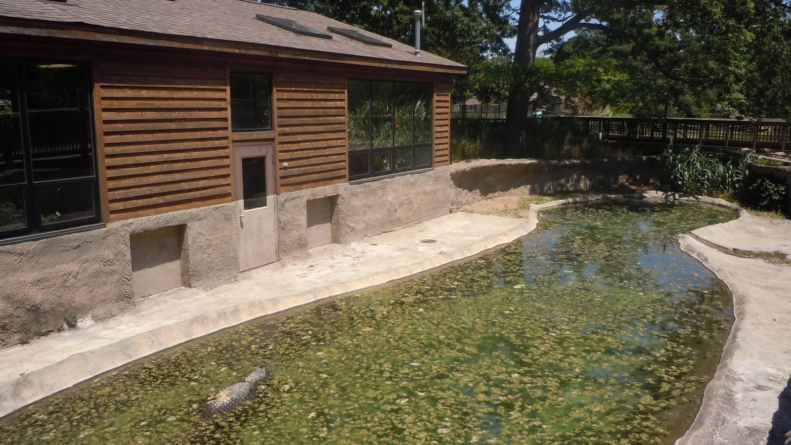 American Alligator Exhibit