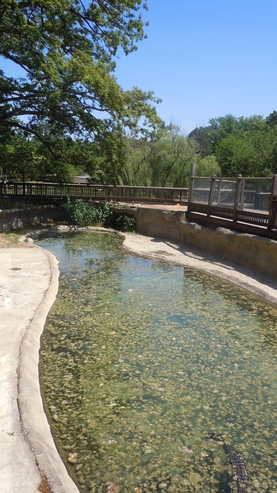 American Alligator Exhibit