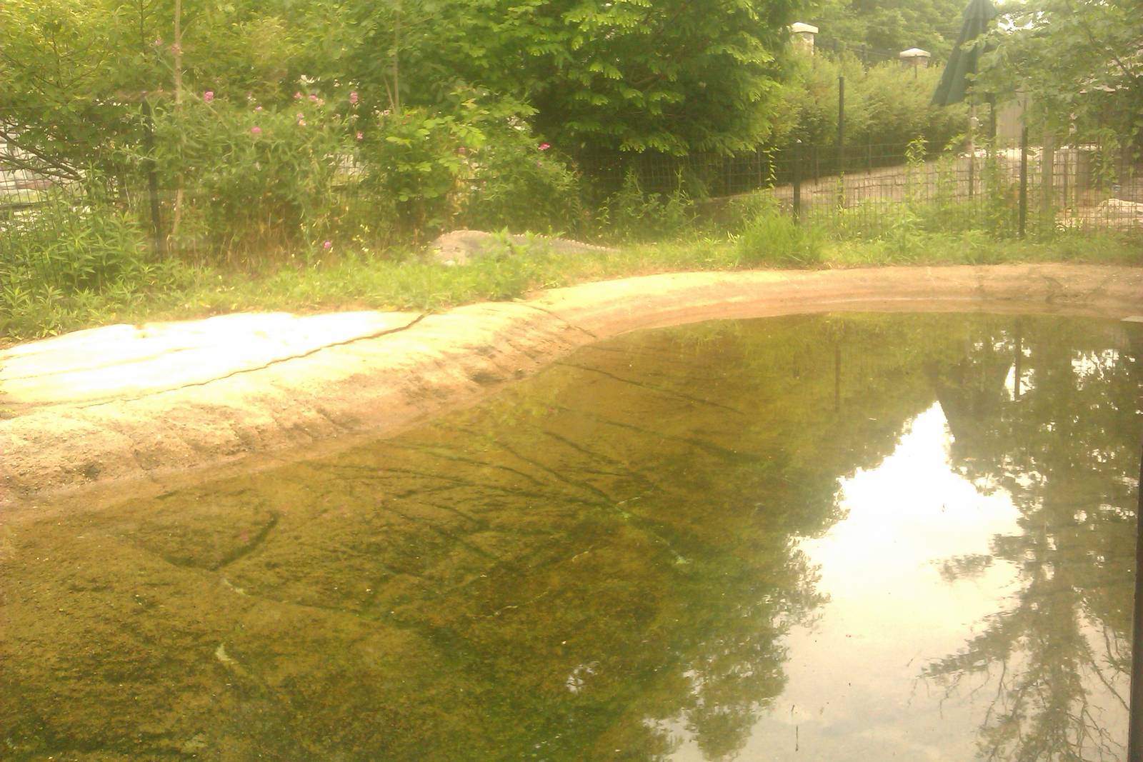American Alligator Exhibit