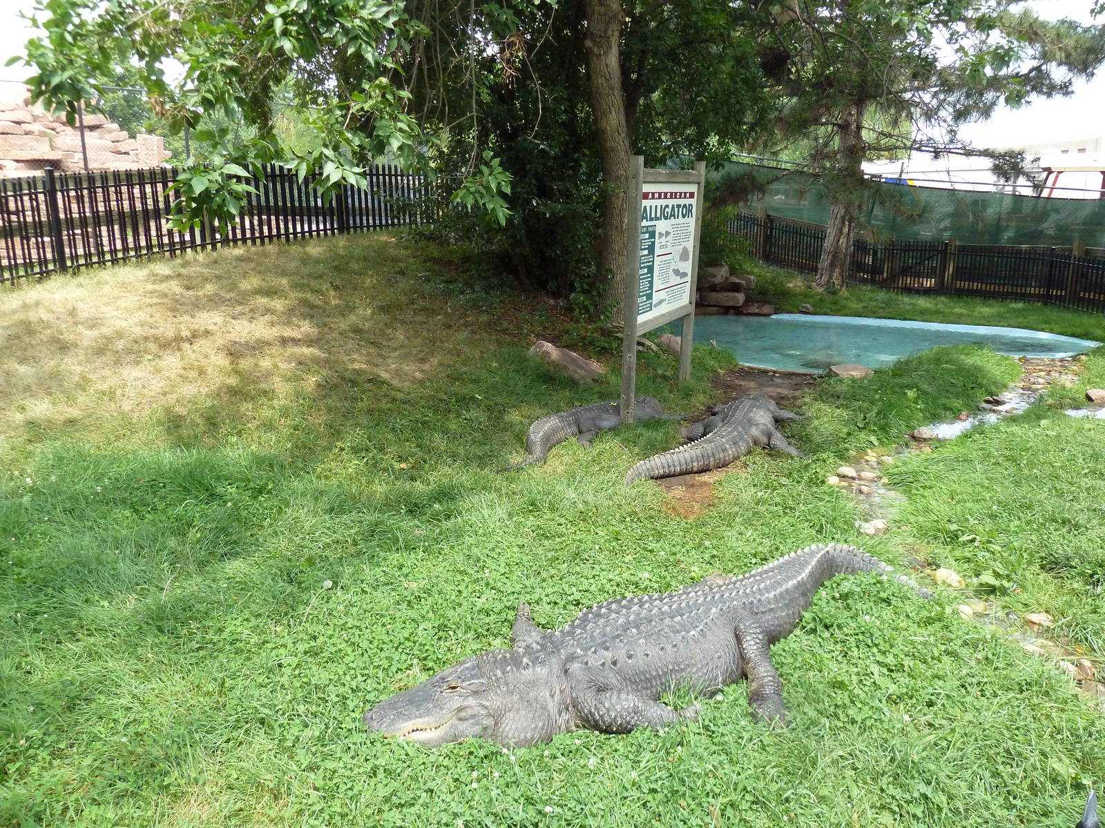 American Alligator Exhibit