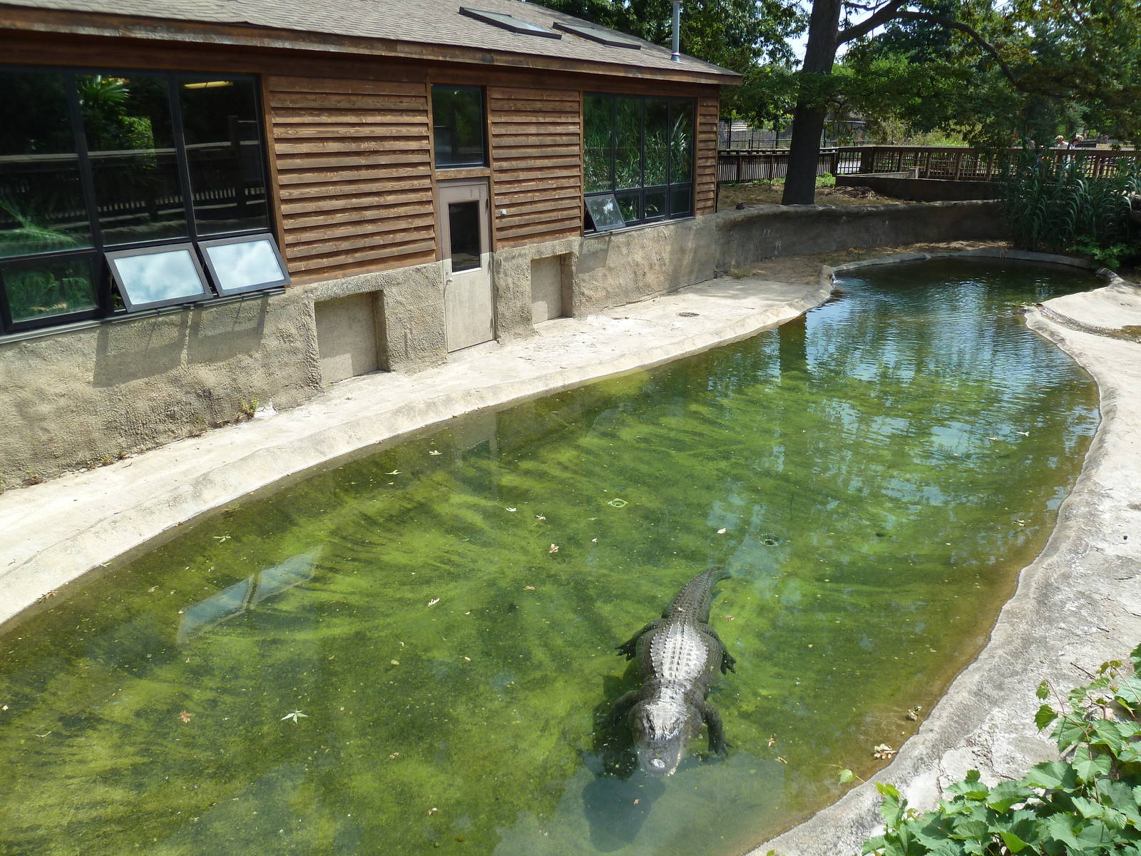 American Alligator Exhibit