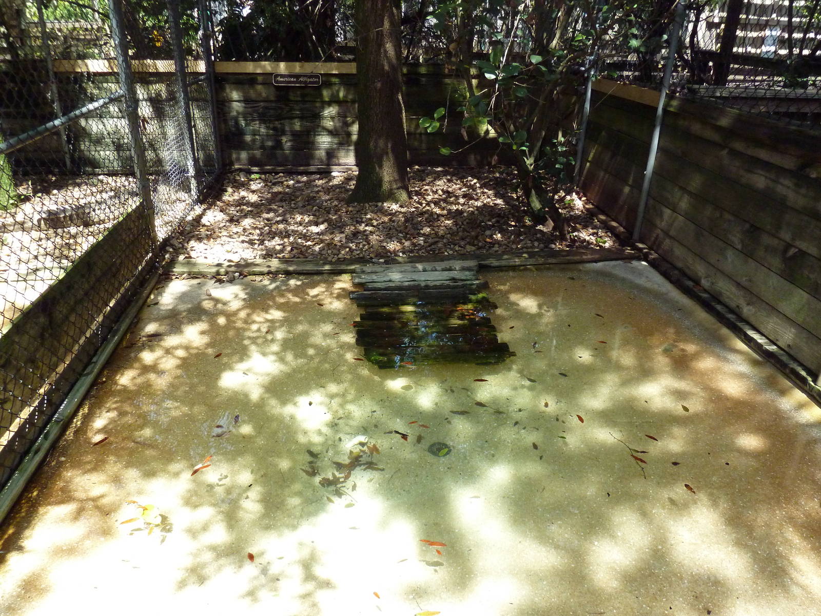 American Alligator Exhibit