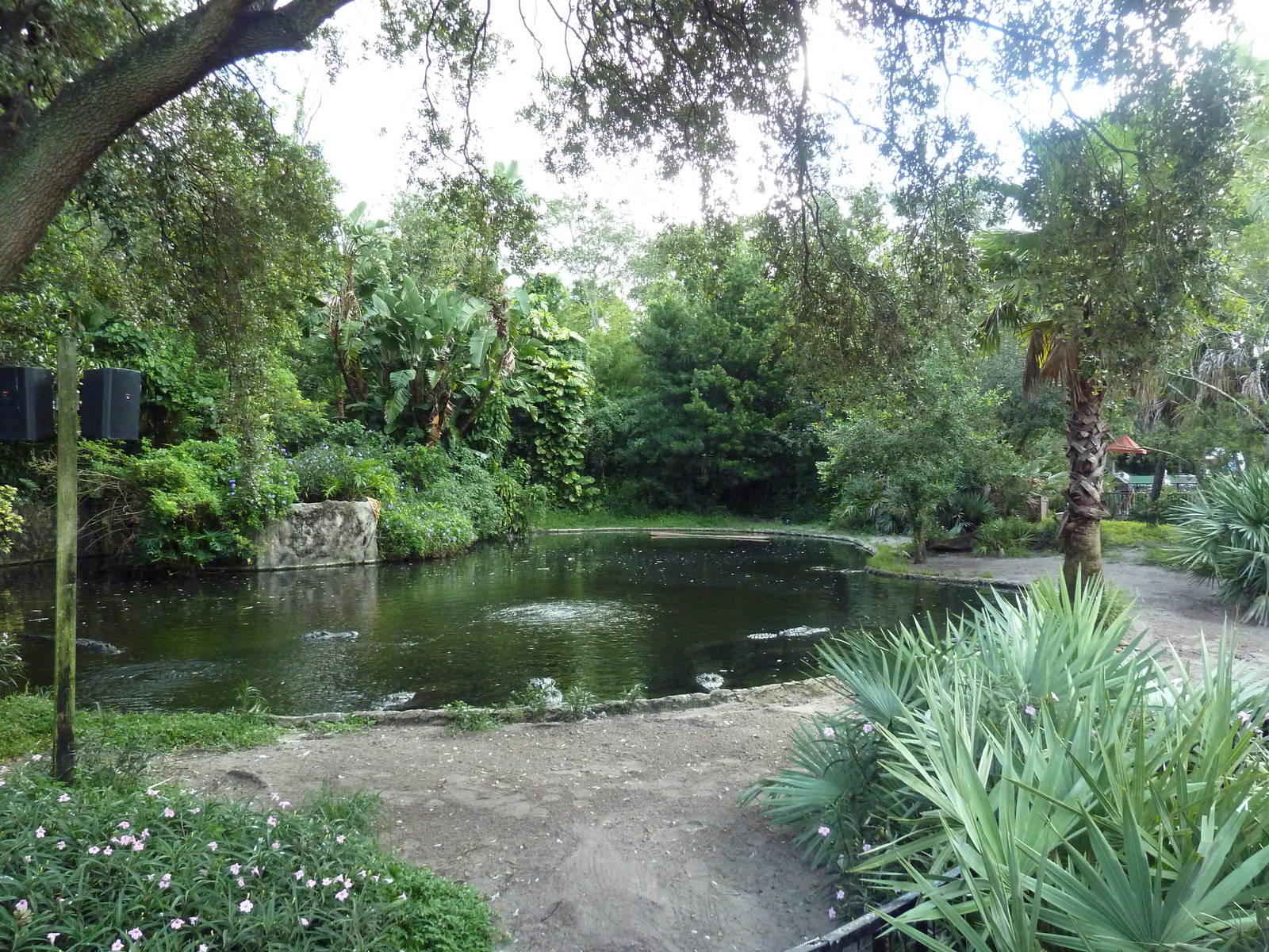 American Alligator Exhibit