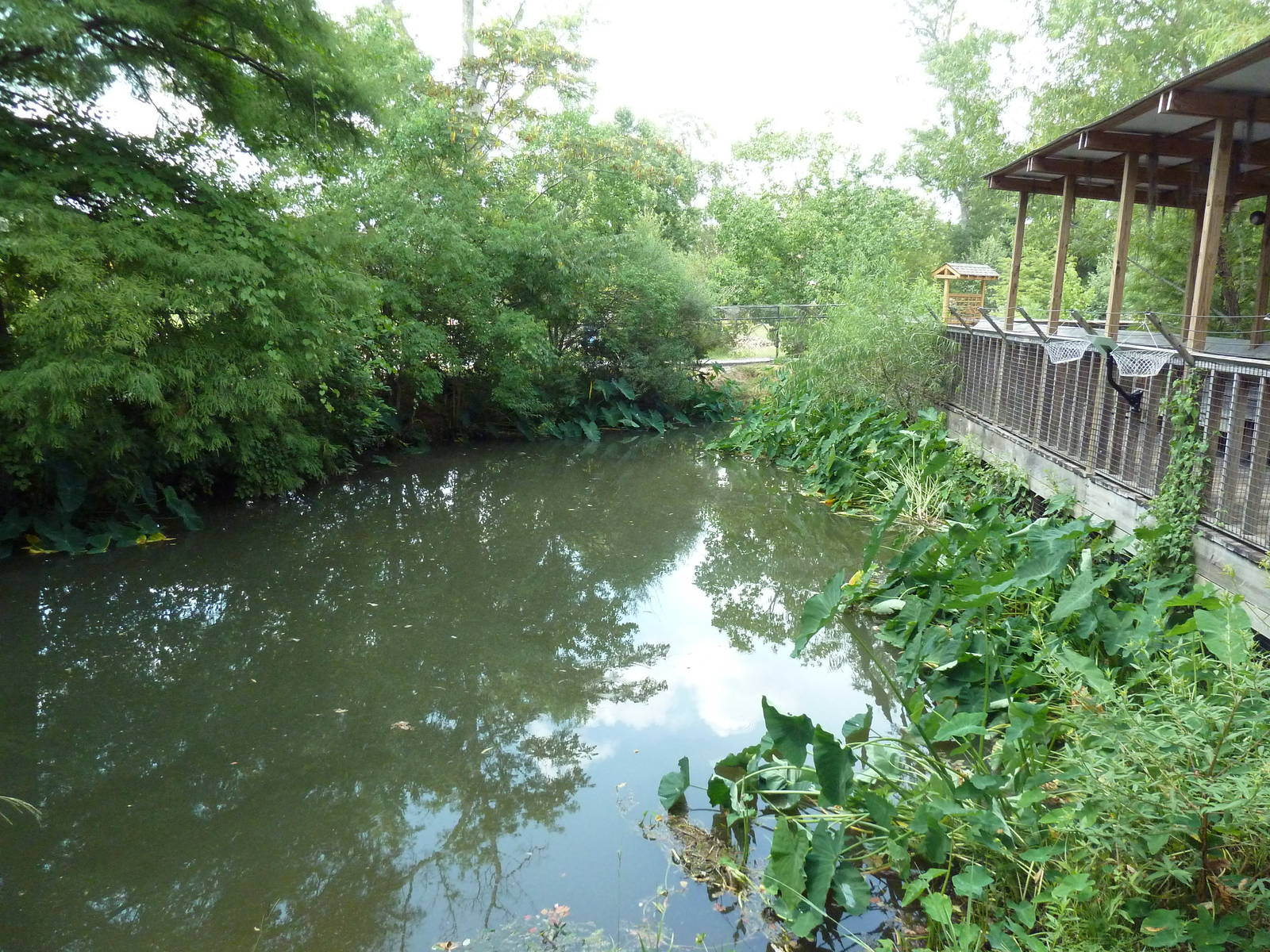 American Alligator Exhibit