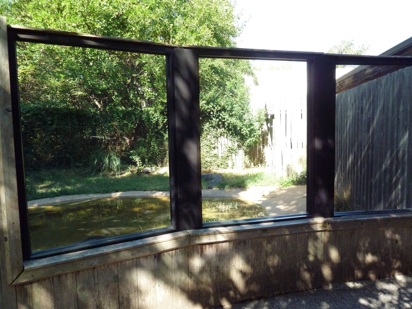 American Alligator Exhibit