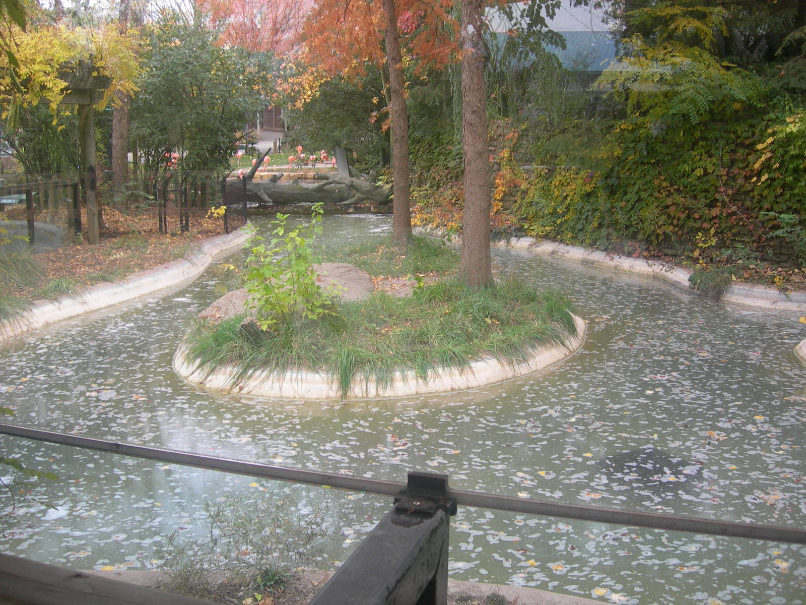 American Alligator Exhibit