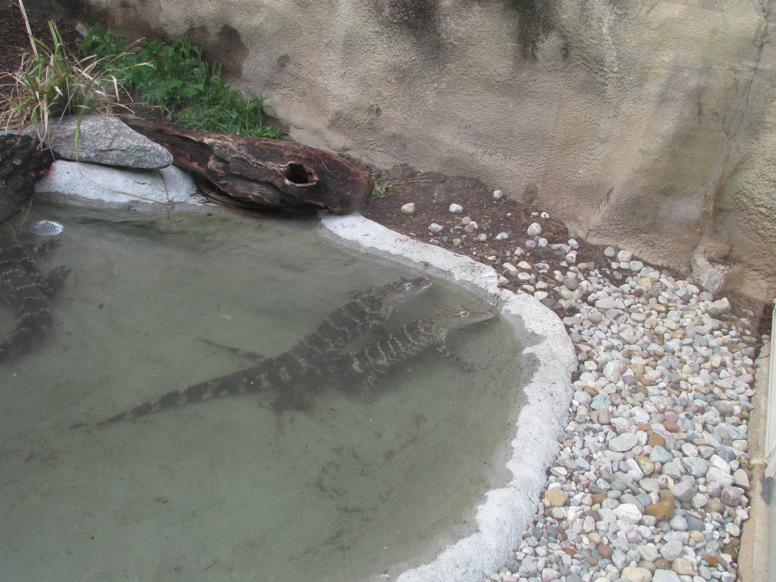 American Alligator Exhibit