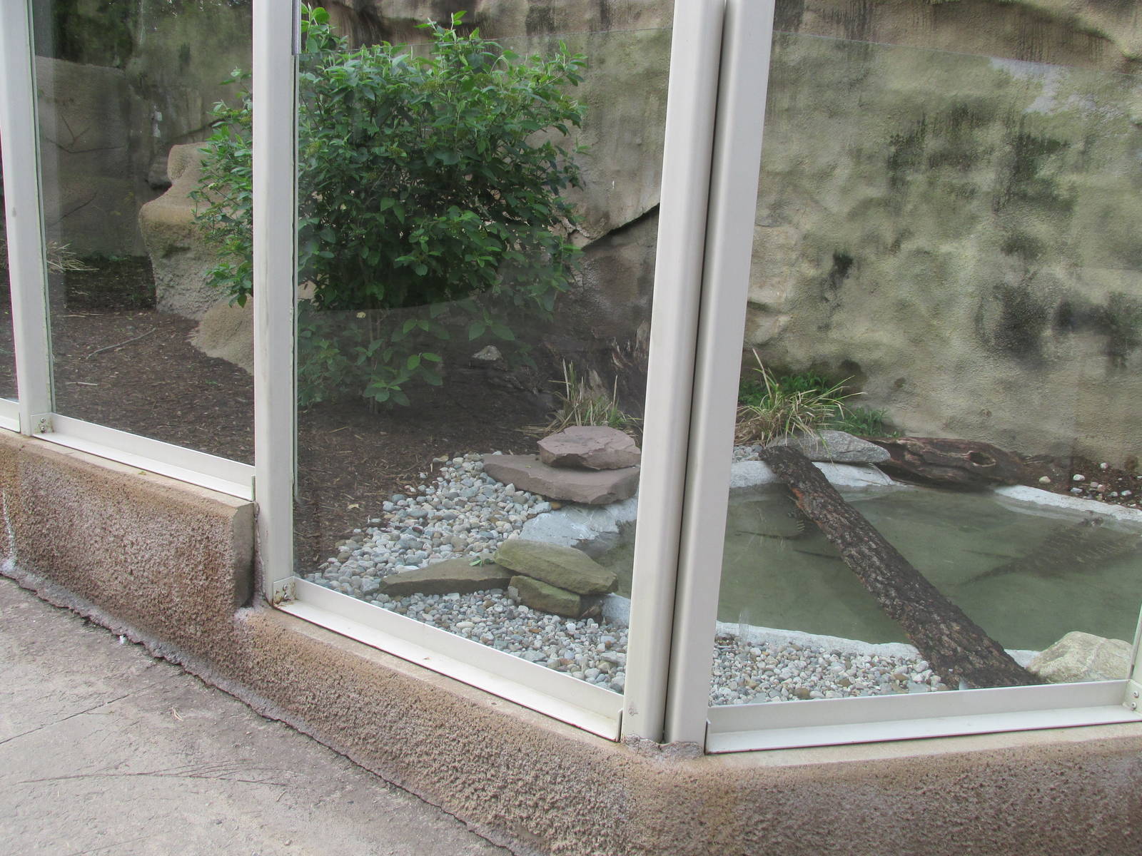 American Alligator Exhibit