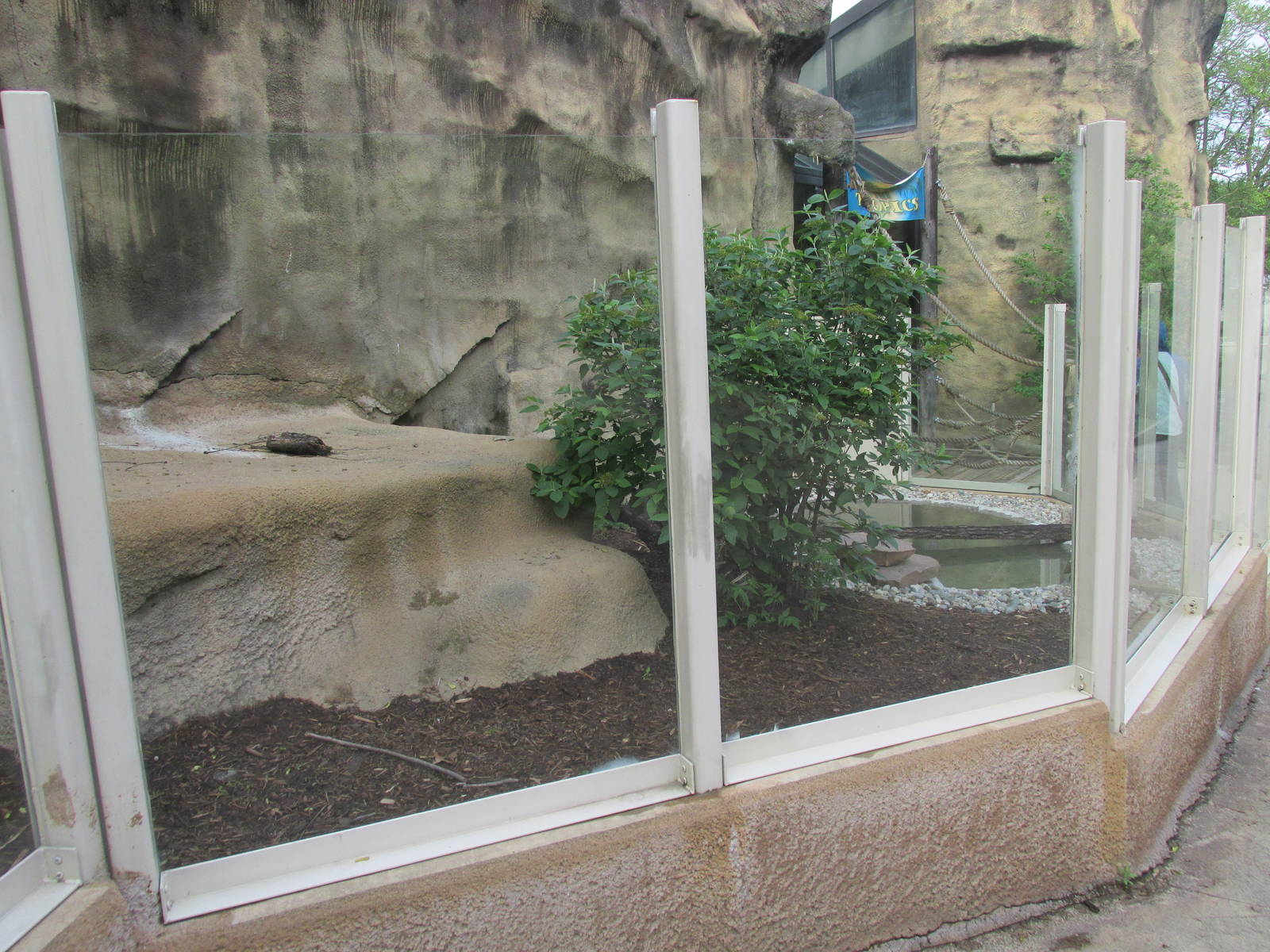 American Alligator Exhibit