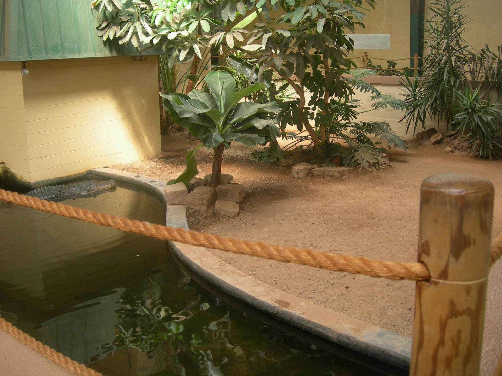 American Alligator Exhibit