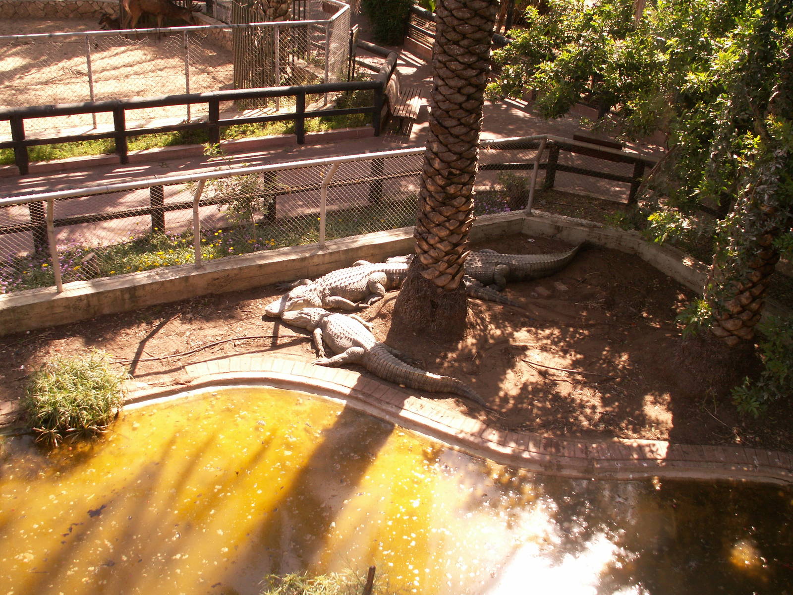 american alligator exhibit