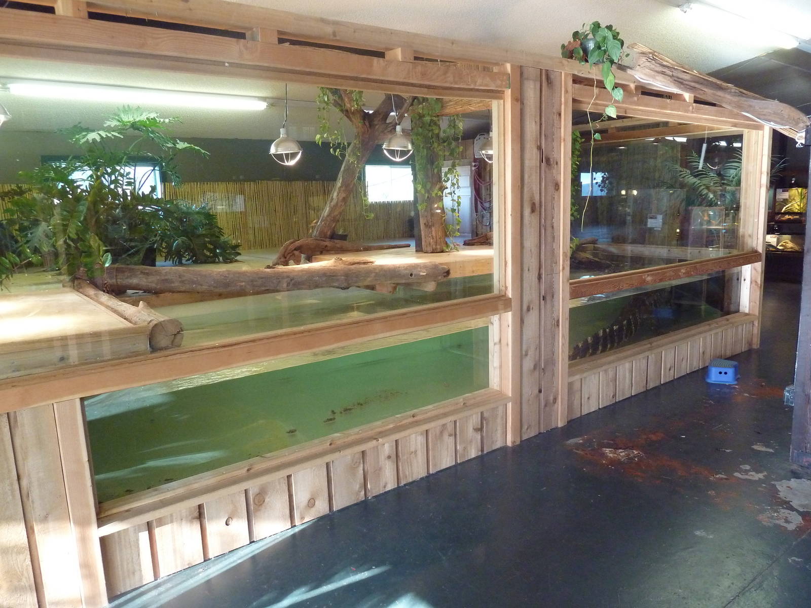 American Alligator Exhibit