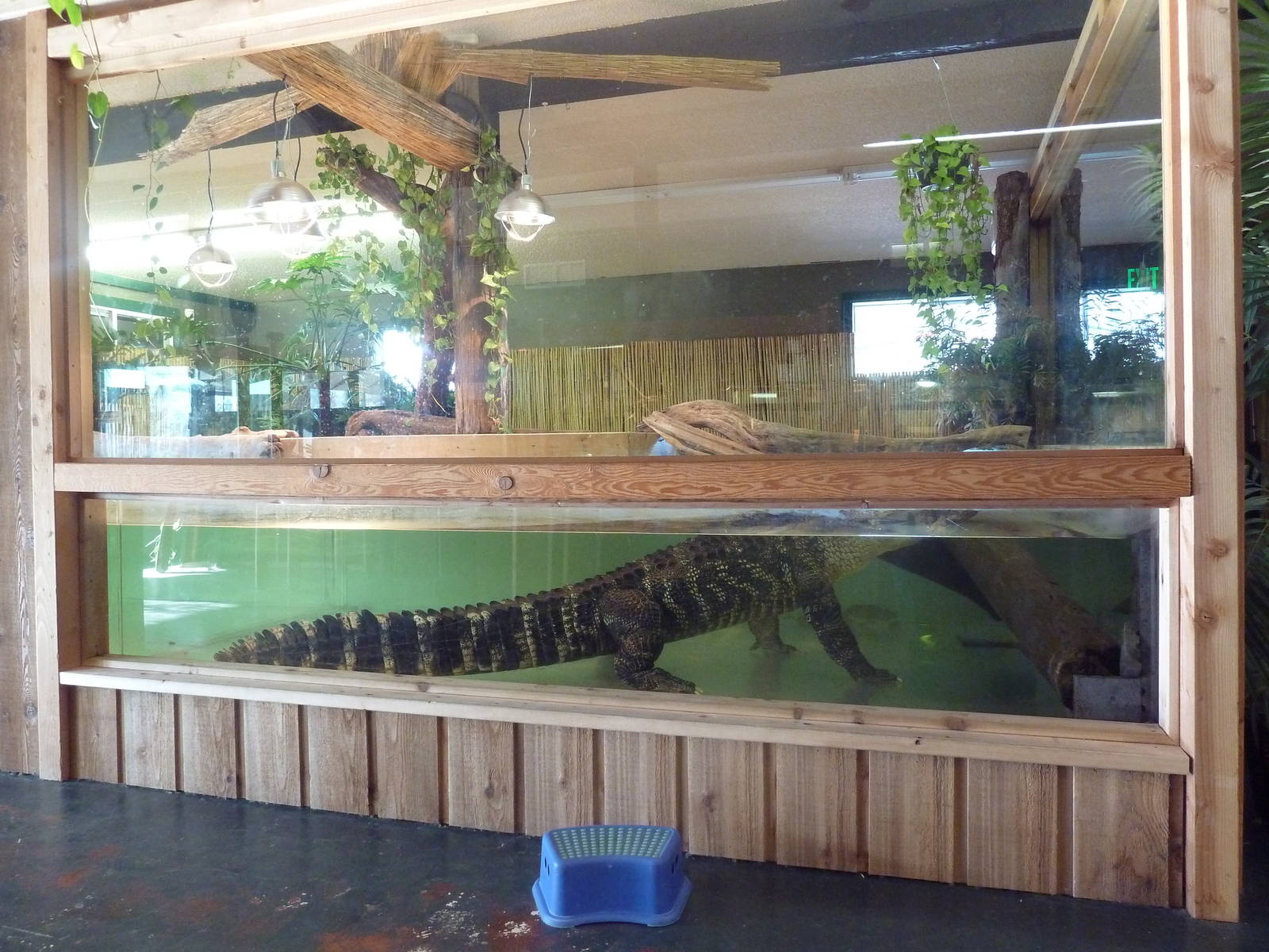 American Alligator Exhibit