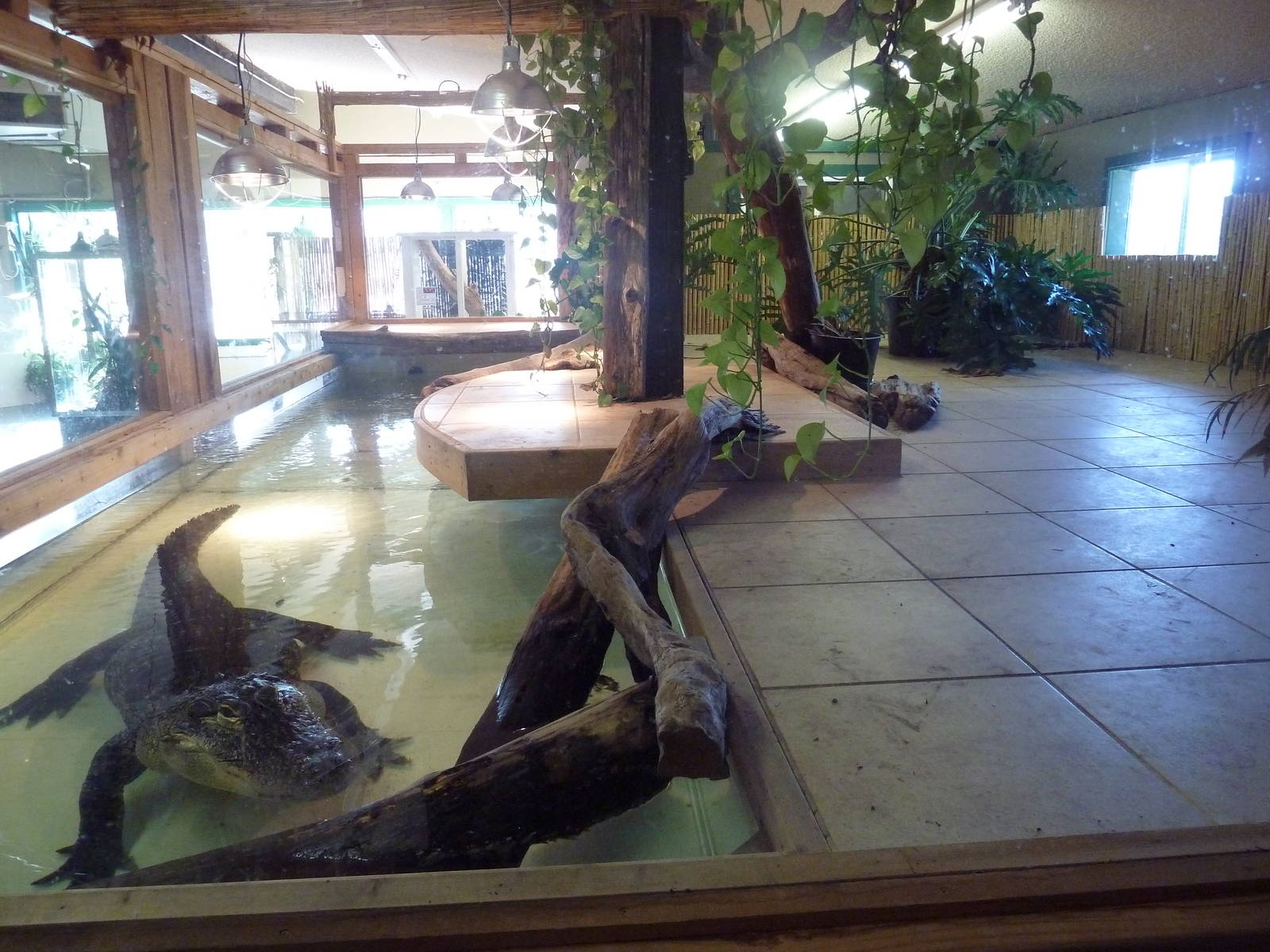 American Alligator Exhibit