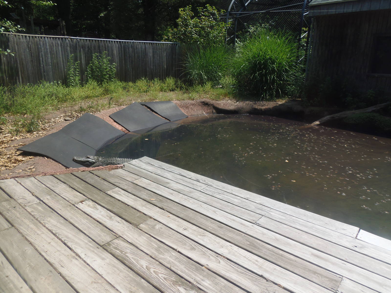 American Alligator Exhibit
