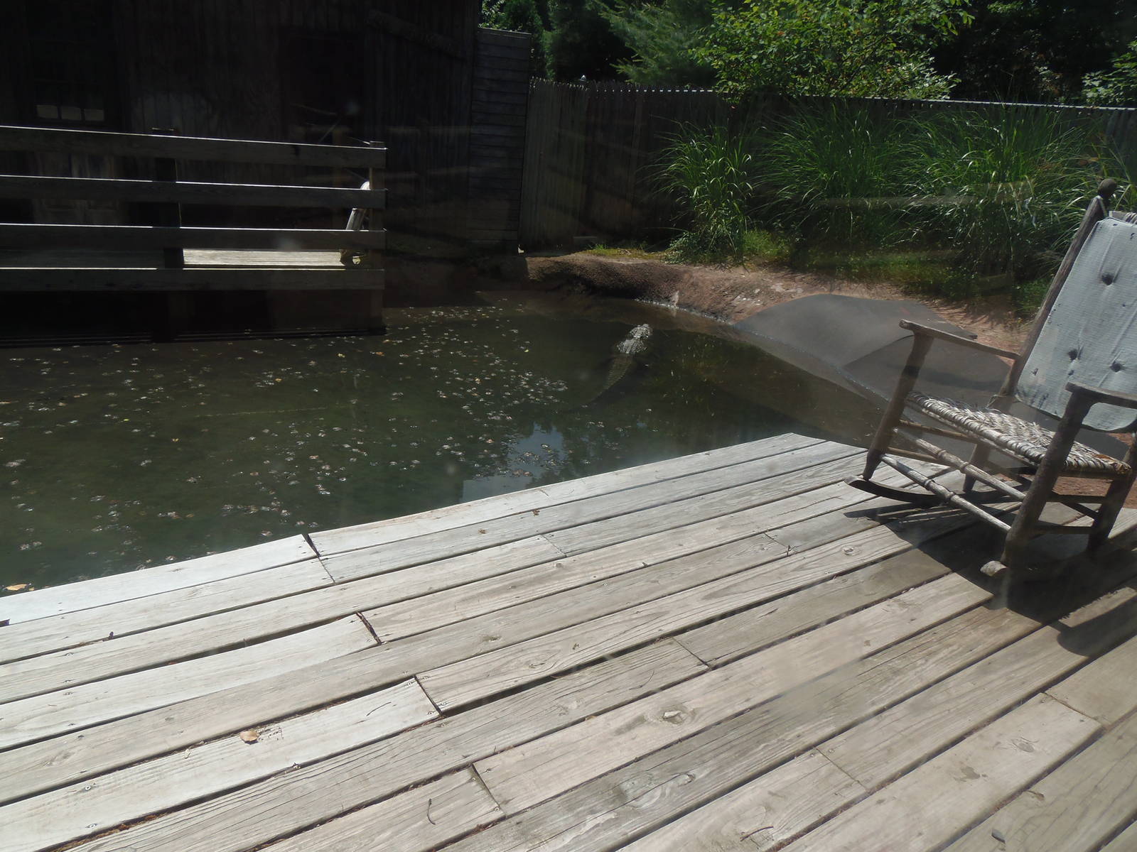 American Alligator Exhibit